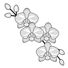 orchid flower vector illustration