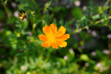京都大原の里に咲くコスモスの花