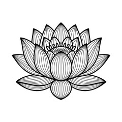 vector illustration of lotus flower