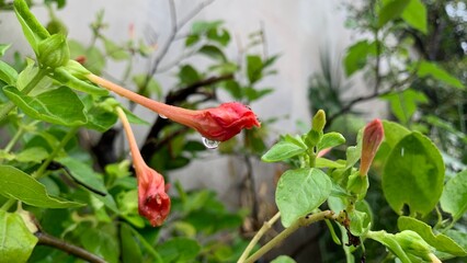 A shallow depth of field close-up of a long, red orange Mirabilis jalapa or Four O'clock Flower bud, adorned with glistening dew droplets. A symbol of growth and hope in a tropical garden.
