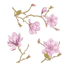 3 Set Magnolia Flower with Branches Hand Painted Watercolor Botanical Illustration