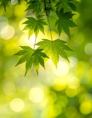 Close-up of vibrant green leaves with a soft, blurred background