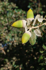 Green acorns developing on an oak tree branch, symbolizing growth, potential, and the autumn season in nature