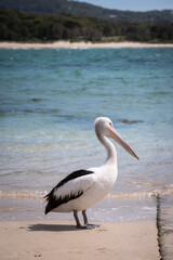 A pelican on sand in front of blue water in Australia with blurry background