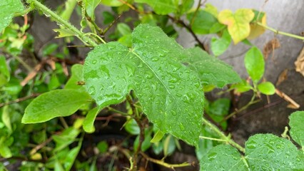 close-up of a single heart-shaped leaf (likely Passiflora foetida) after rain, where countless tiny water droplets highlight its velvety, textured surface and vibrant green color.