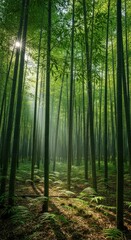 Fototapeta premium Lush, sunlit bamboo forest with towering stalks and dappled light on ground