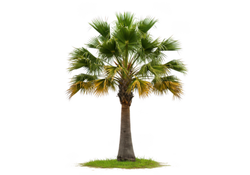 Realistic palm tree isolated on black for tropical scenery and summer designs isolated on transparent background