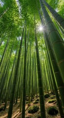 Fototapeta premium Sunbeams pierce through a lush, towering bamboo forest canopy
