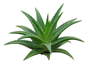 Fototapeta premium Vibrant aloe vera plant with dew drops isolated for natural beauty isolated on transparent background