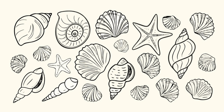 Collection of hand drawn black and white seashells and starfish on a light cream background