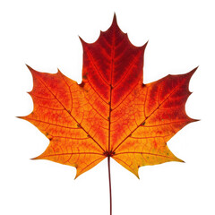 Fototapeta premium 3d autumn maple leaf with vibrant colors isolated on transparent background