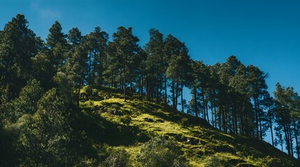 Tall evergreen trees crest a sunlit, grassy hillside under a clear blue sky.