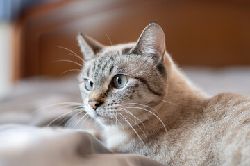 見つめる可愛い猫　シャムトラ猫