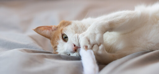 おもちゃで遊ぶ猫　茶トラ白	