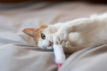 おもちゃで遊ぶ猫　茶トラ白	