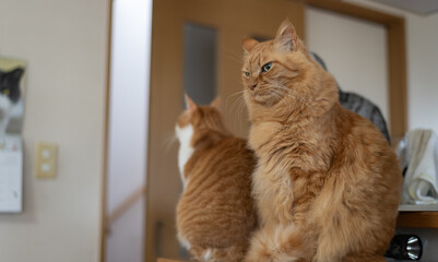 座って見つめる可愛い猫　茶トラ猫	