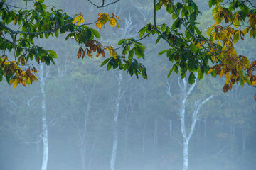 朝霧の白樺林