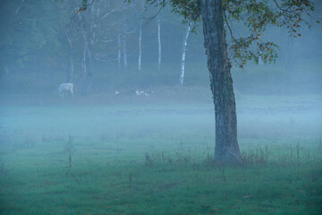 朝霧の放牧