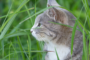 草の中からみつめる可愛い猫