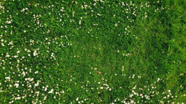 Top-down view of a vibrant green meadow sprinkled with small, white blossoms creating a refreshing and natural backdrop ideal for spring themes