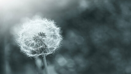 Close-up black and white shot of a Dandelion, symbolizing farewell