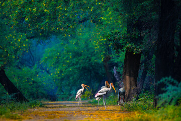 A majestic painted stork standing gracefully on a forest trail at Keoladeo National Park, Bharatpur. Lush green canopy, vibrant colors, and soft morning light capture India’s serene wildlife beauty.  © Rohit Beniwal