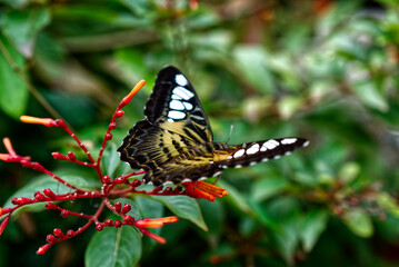 black, white, brown winged butterfly with tiger skin like lines sitting on a honeysuckle plant