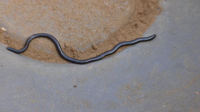 Indotyphlops braminus snake. Its common name brahminy blind snake&nbsp;and blind worm snake. It is a non venomous&nbsp;blind snake&nbsp;species, found mostly in Africa and Asia. Its fossorial or  burrowing reptile.
