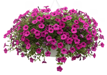 Vibrant pink petunias cascading in a lush hanging basket display isolated on transparent background