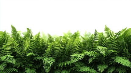 Dense cluster of vibrant green fern leaves with distinct leaflets against a bright white background evoking freshness and nature