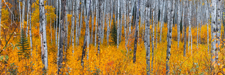 Super panoramic view of row of Aspen trees with brilliant foliage in autumn time at Kebler pass in Colorado.