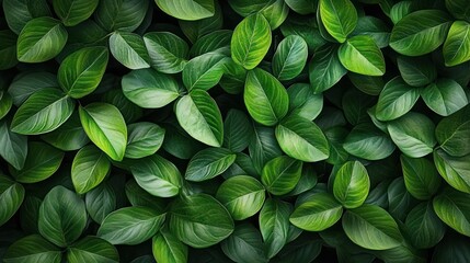 Dense cluster of vibrant green leaves with varying shades and smooth textures creating a lush and fresh natural pattern
