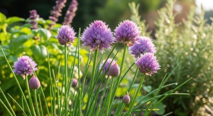 Fototapeta premium Delicate purple blossoms of chives bloom in a sun-drenched herb garden
