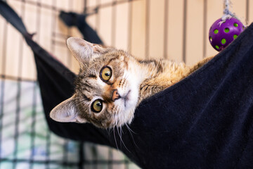 A Playful Cat Enjoying Relaxation While Nestled in a Cozy Hammock