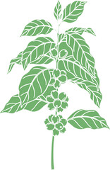 Green Coffee Plant Illustration with Leaves Berries and Flowers.