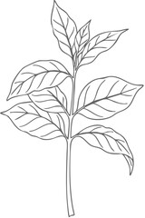 Detailed line art illustration of a plant stem with multiple leaves botanical drawing.