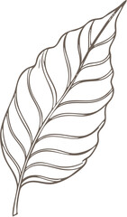 Botanical Line Art Illustration of a Single Leaf.