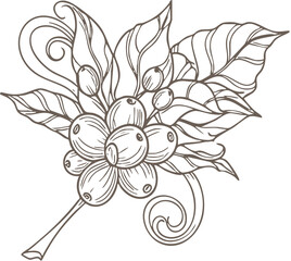 Detailed line art illustration of coffee plant branch with ripe berries and leaves.