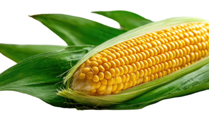 Fresh sweet corn on the cob with green husk and yellow kernels, a healthy vegetable food harvested from the farm