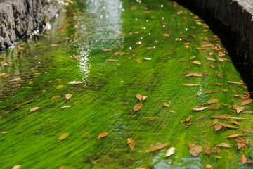 Long lines of swaying green Algae on a riverbed dance below dotted golden brown autumn leaves riding above on the gentle surface currents of a small stream.