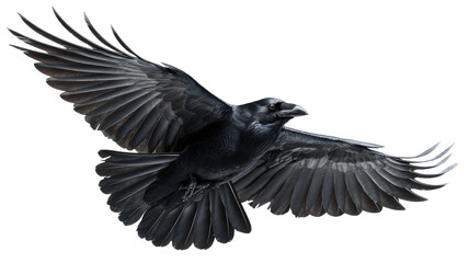 Naklejka premium A powerful black eagle vector illustration featuring a solitary bird with outstretched wings in flight