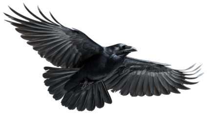 A powerful black eagle vector illustration featuring a solitary bird with outstretched wings in flight