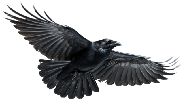 A powerful black eagle vector illustration featuring a solitary bird with outstretched wings in flight