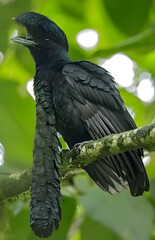Striking Pavonine Quetzal on a Branch in a Verdant Forest