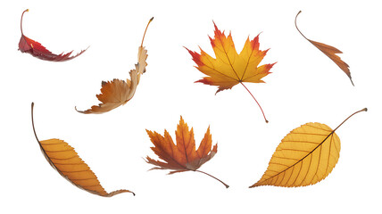 Assorted Autumn Leaves - Fall Foliage Collection, Isolated on Transparent background