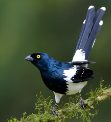 Vibrant Plush-crested Jay on a Mossy Branch