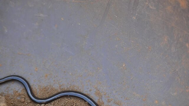 Indotyphlops braminus snake. Its common name brahminy blind snake&nbsp;and blind worm snake. It is a non venomous&nbsp;blind snake&nbsp;species, found mostly in Africa and Asia. Its fossorial or  burrowing reptile.
