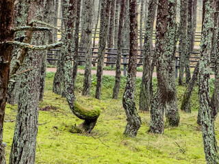 A dancing forest with unusually shaped trees on the Curonian Spit