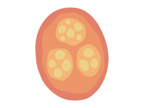 Human Parasite Coccidia Illustration
