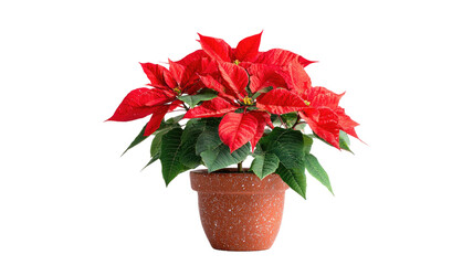 poinsettia flower in pot red christmas plant festive decoration blooming leaves holiday floral arrangement isolated on white background